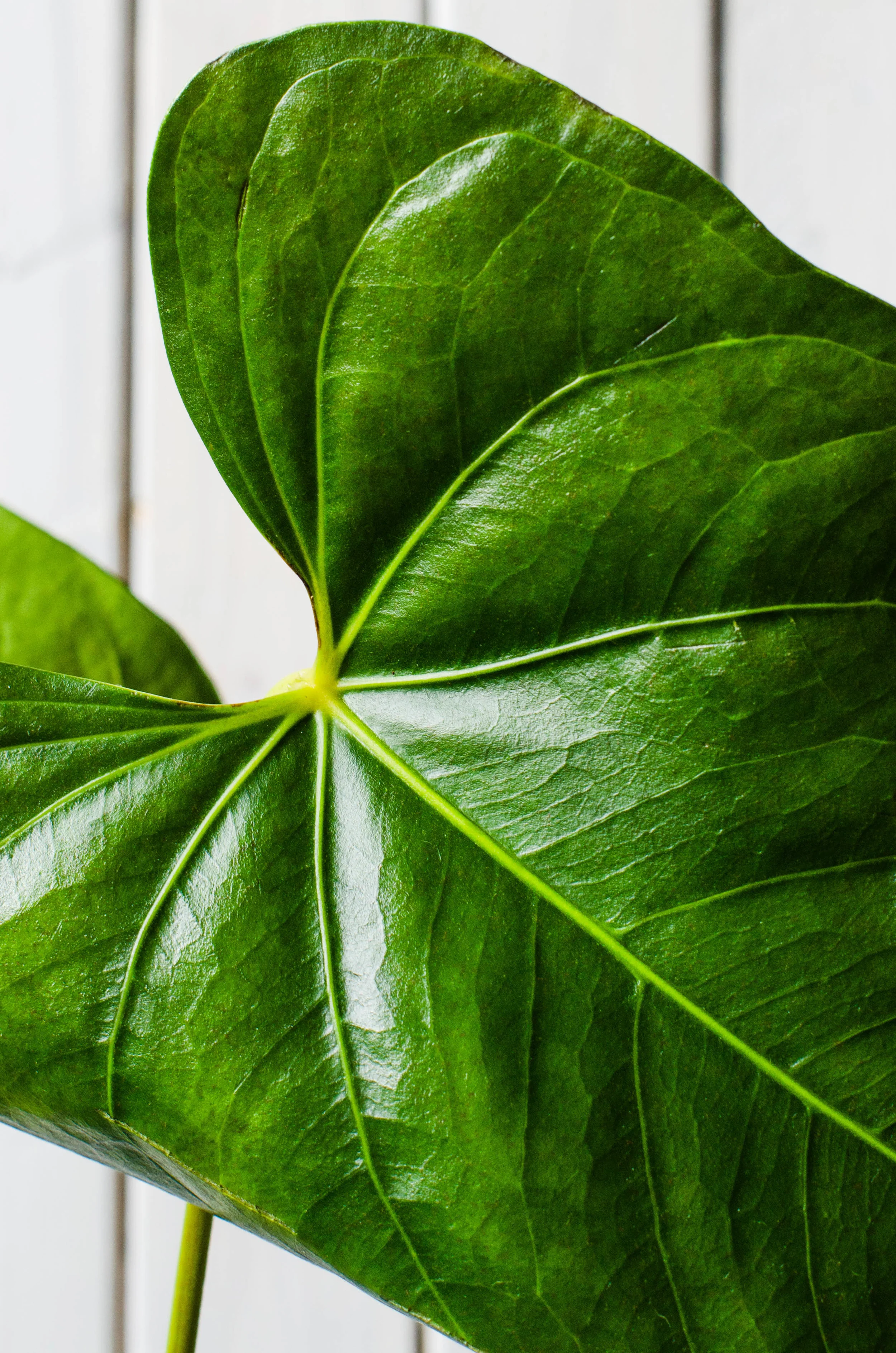 The Botanical Record | Anthurium Leaves — Rose & Ivy